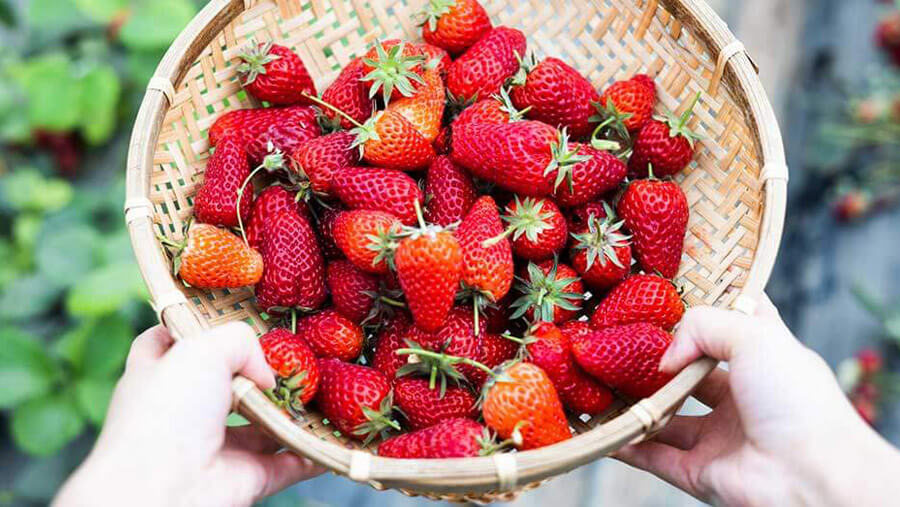 Selecting and Preparing Strawberries